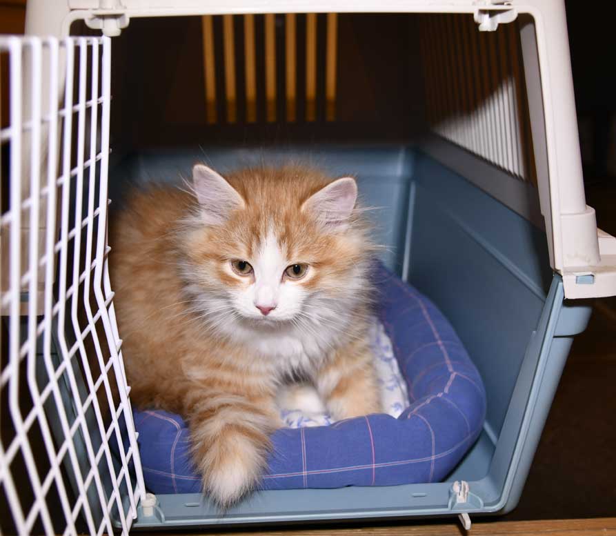 sibirisk kattunge Einstein