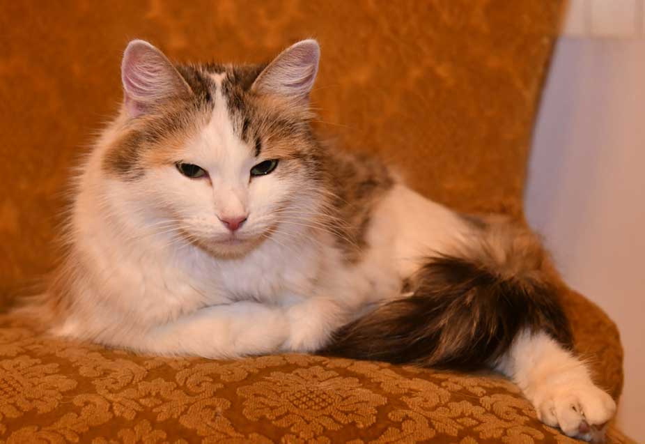sibirisk kattunge Tracie