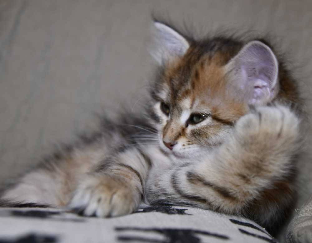 sibirisk kattunge Fujita
