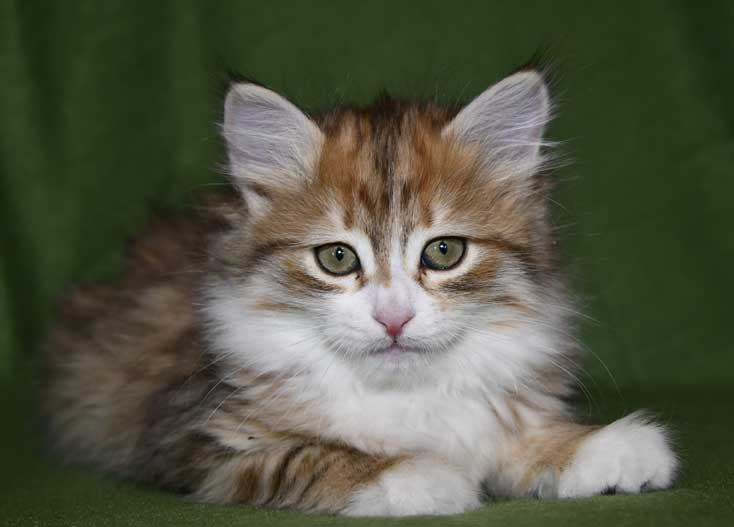 sibirisk kattunge Fortuna