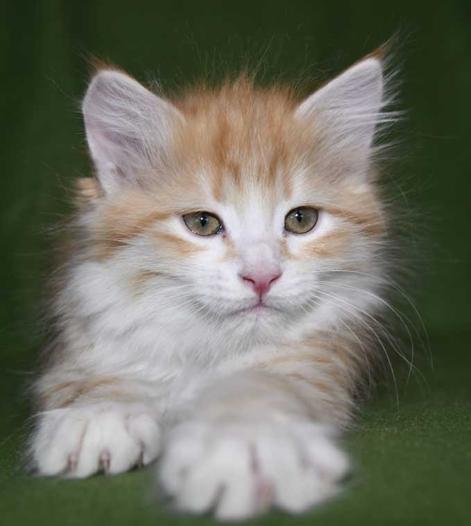 sibirisk kattunge Flynn
