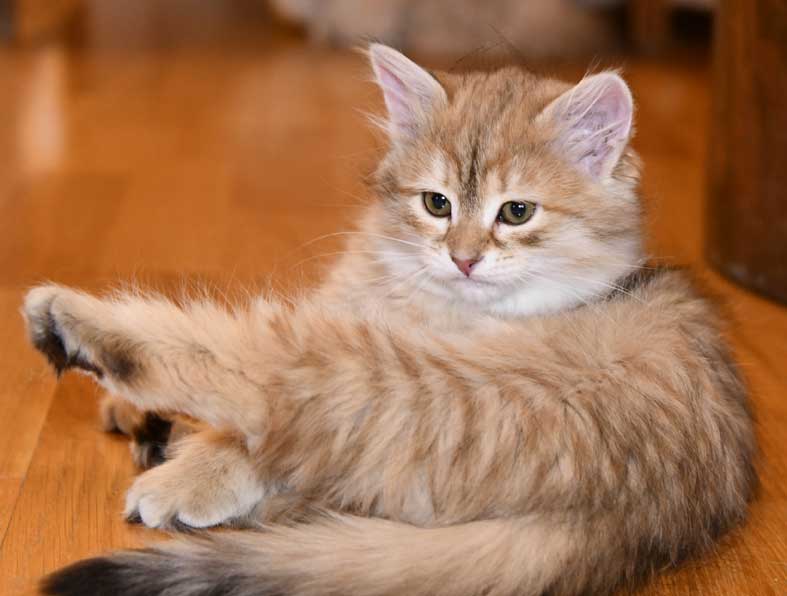 sibirisk kattunge Florentina