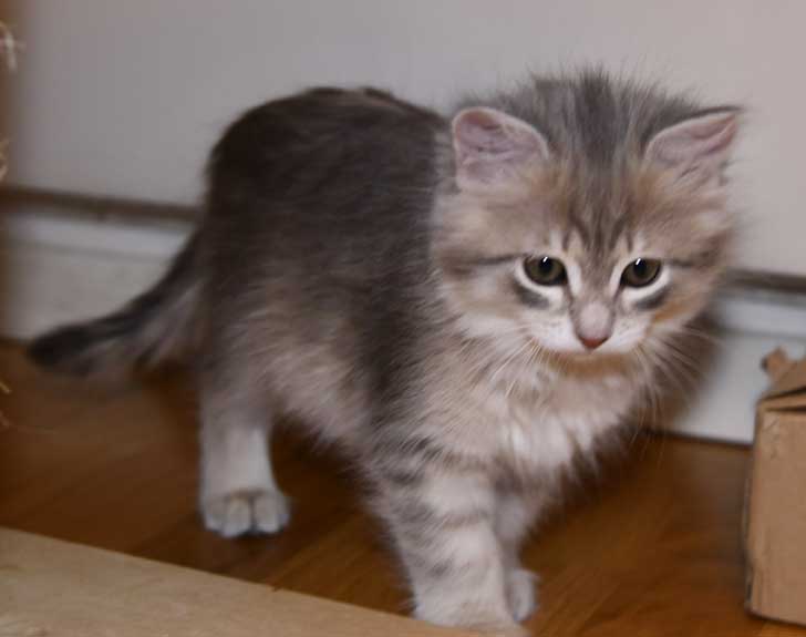 sibirisk kattunge Fabiola