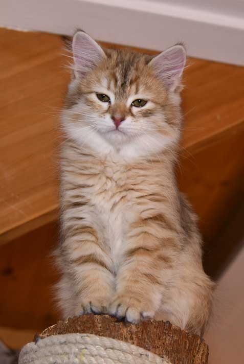 sibirisk kattunge Florentina