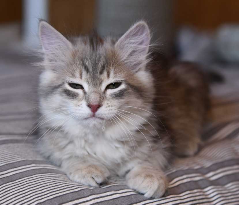 Sibirisk kattunge Fabiola
