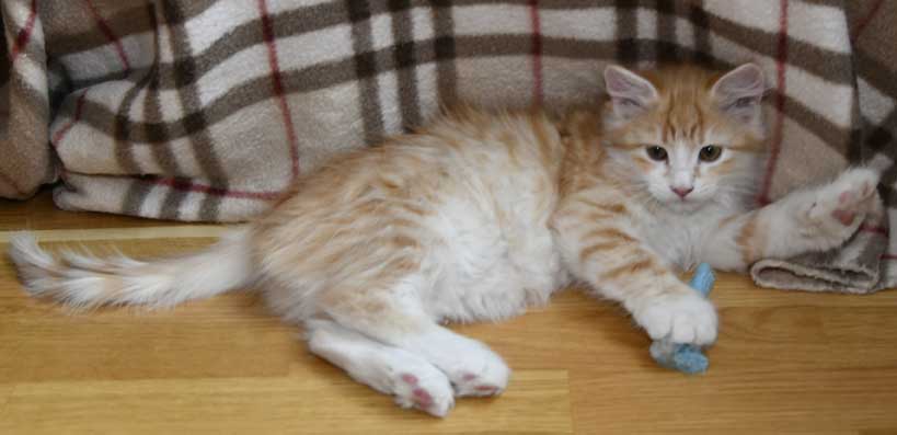 sibirisk katt Flynn