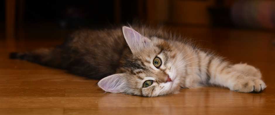 sibirisk kattunge Fujita