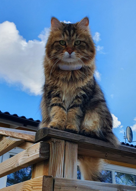 Sibirisk katt Yangel