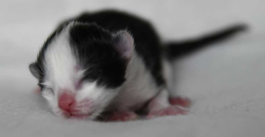 Sibirisk kattunge Gliese