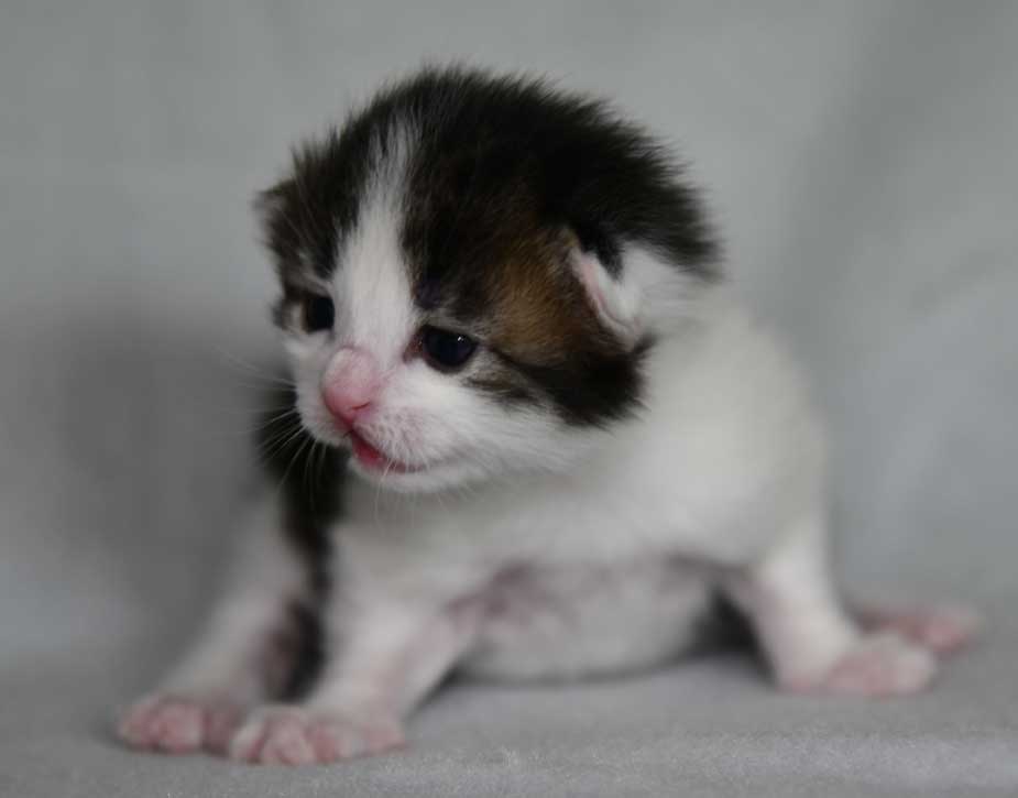 Sibirisk kattunge Garlena