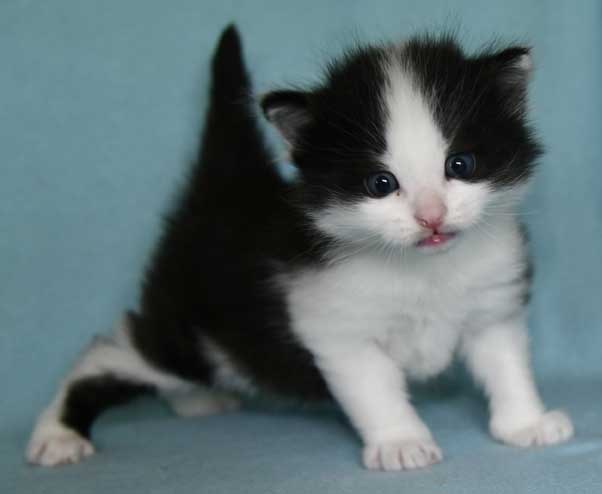 sibirisk kattunge Gliese