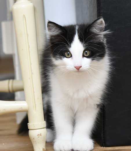 Sibirisk kattunge Gliese