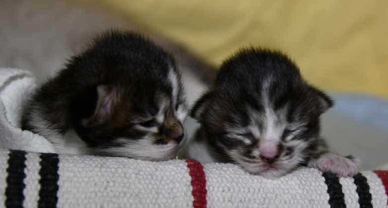Sibirisk kattunar J3-kull