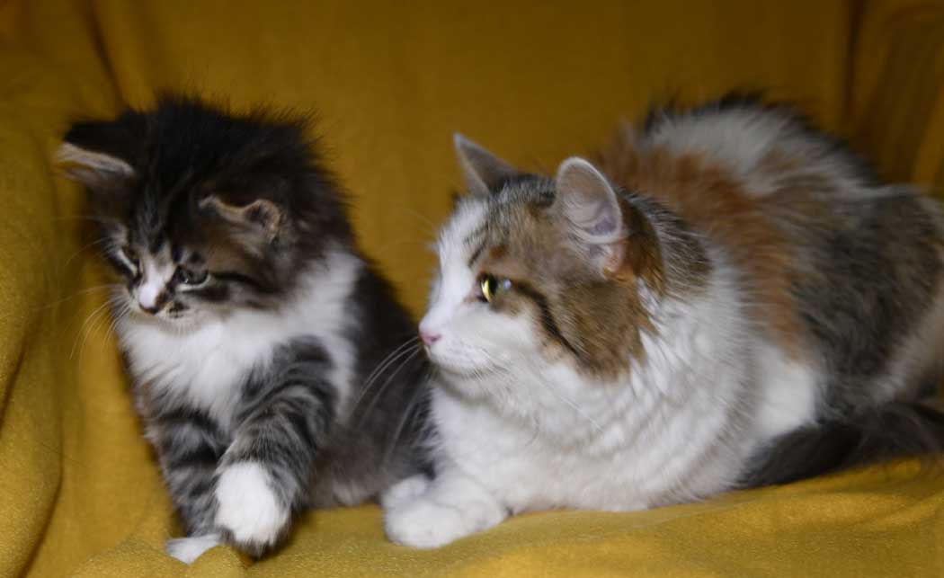 Sibiriska katt och kattungar J3-kull