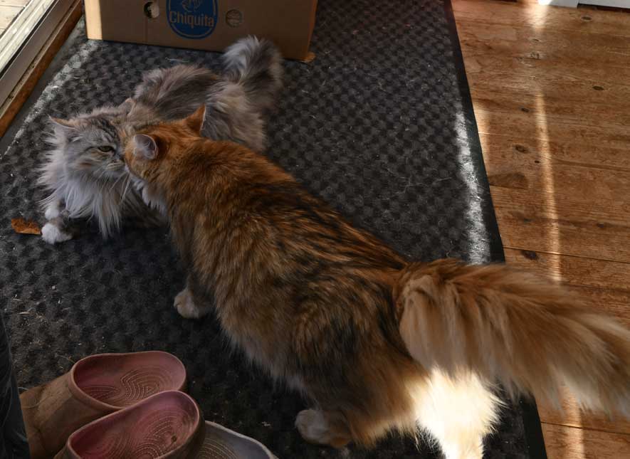 Sibiriska katter Zinnie och Uni