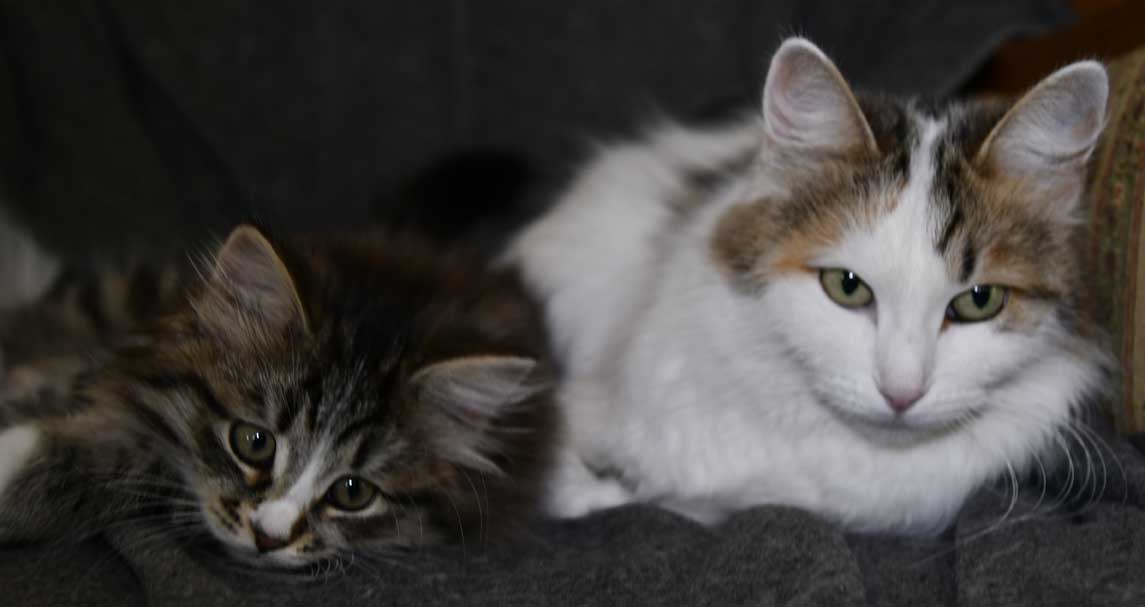 Sibirisk kattunge J3-kull
