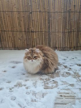 Sibirisk katt Bianca