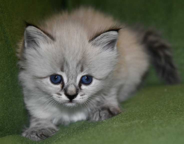 Sibirisk katt Kira