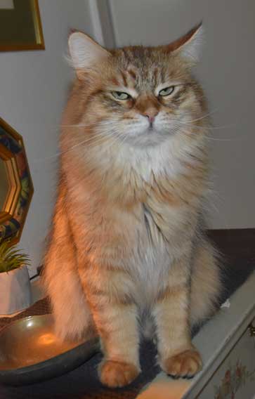 Sibirisk katt Måns