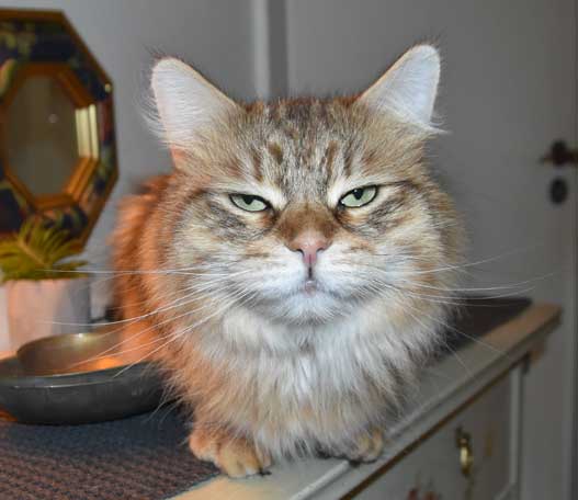 Sibirisk katt Måns