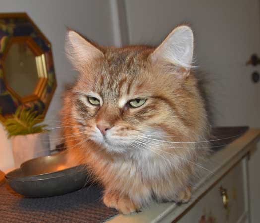 Sibirisk katt Måns