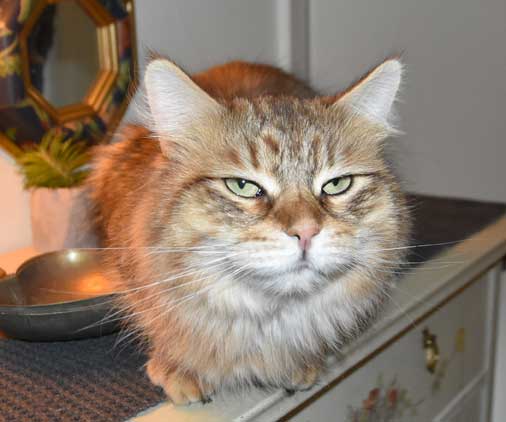 Sibirisk katt Måns