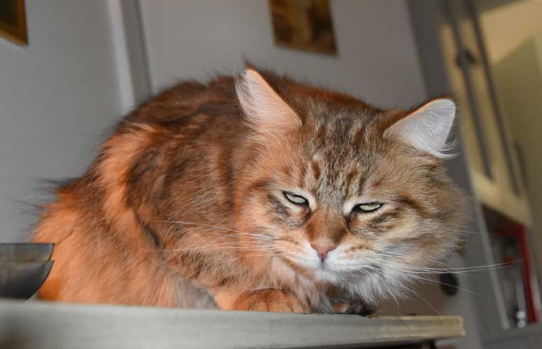Sibirisk katt Måns