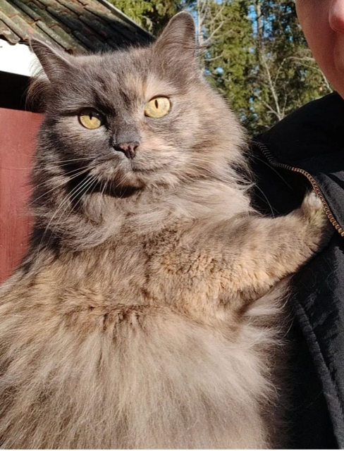 Sibirisk katt Freja