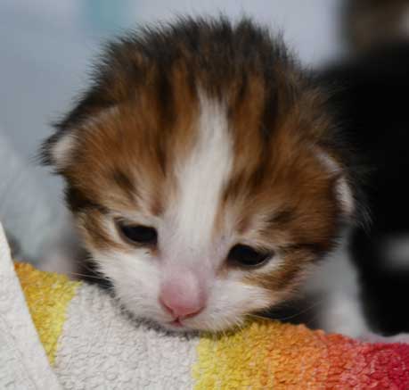Sibirisk kattunge Lambert