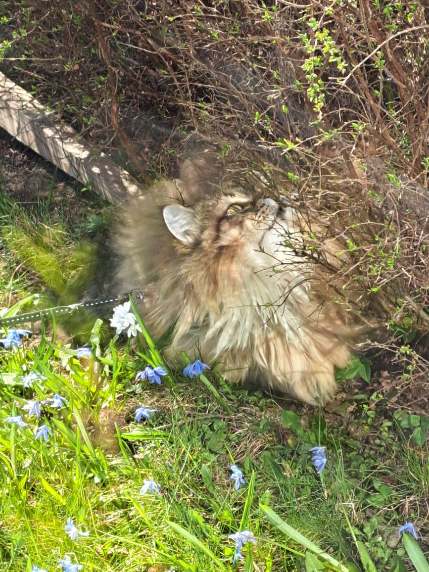 Sibirisk katt Styx