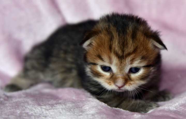 Sibirisk kattunge Mimas