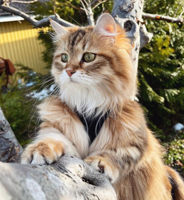 Sibirisk katt Yoko