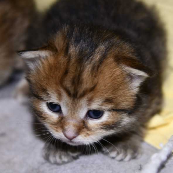 Sibirisk kattunge Mimas