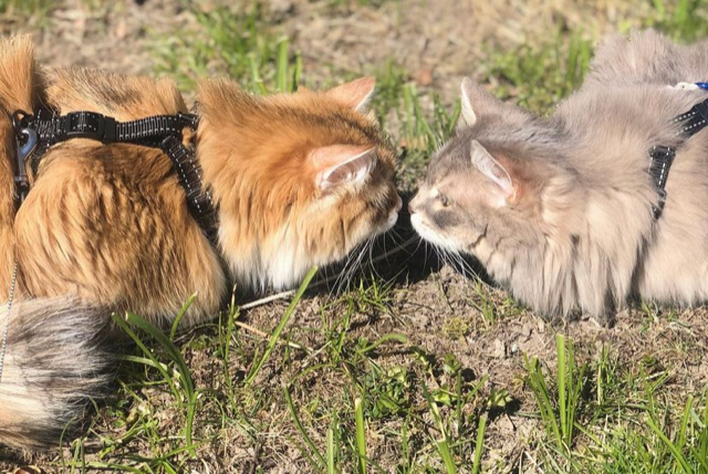 Sibiriska katter Bianca och Yabu
