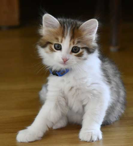 Sibirisk kattunge Lambert