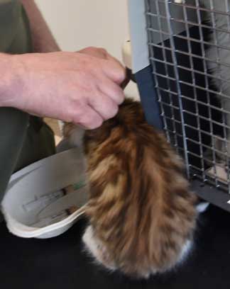 Sibirisk kattunge Lambert