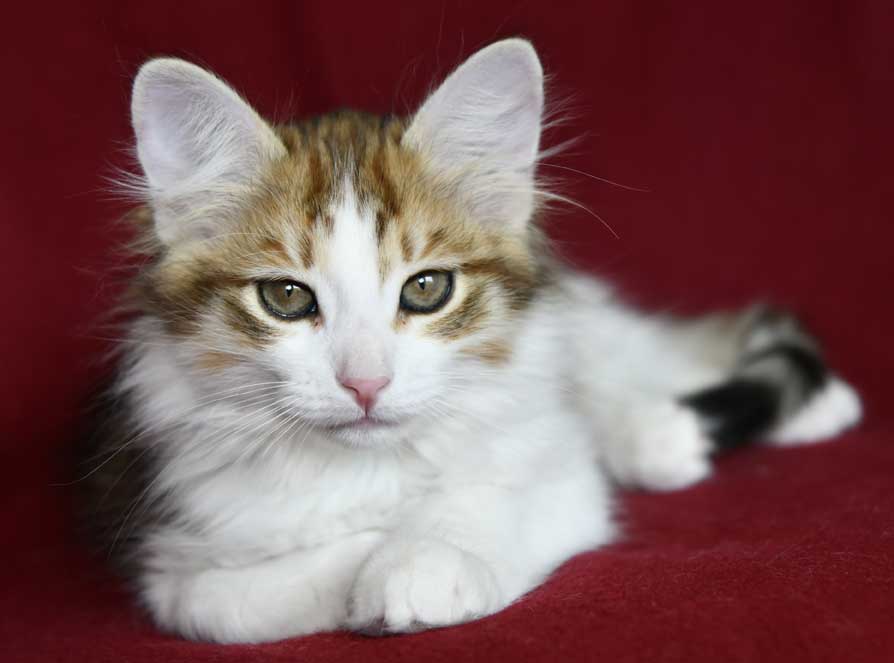 Sibirisk kattunge Lambert