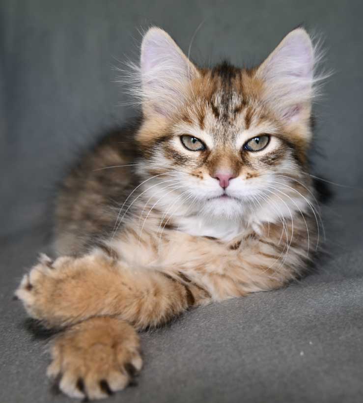 Sibirisk kattunge Mimas