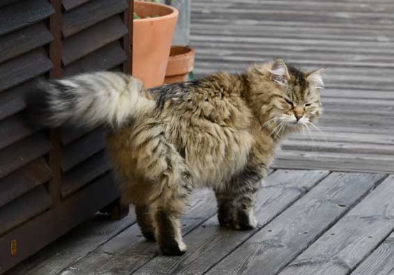 Sibirisk katt Gabbie