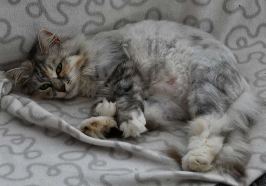 Sibirisk katt Zinnie