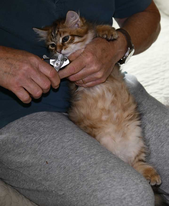 sibirisk kattunge Mimas
