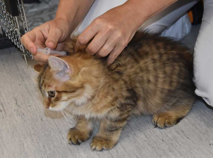 Sibirisk kattunge Mimas