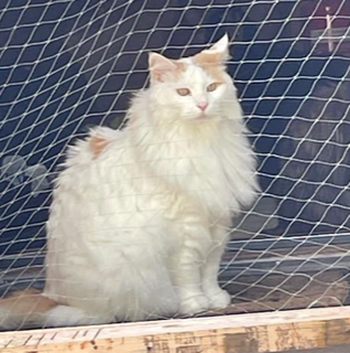 Sibirisk katt Hermes