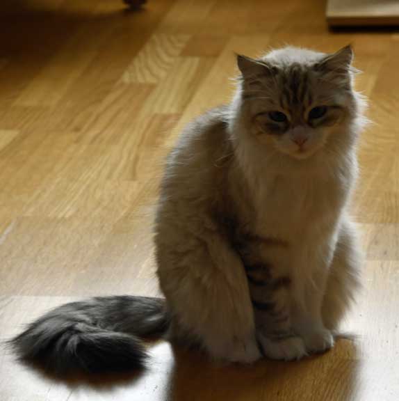 Sibirisk katt Whiffi