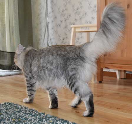 Sibirisk katt Jurij