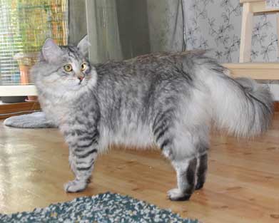 Sibirisk katt Jurij