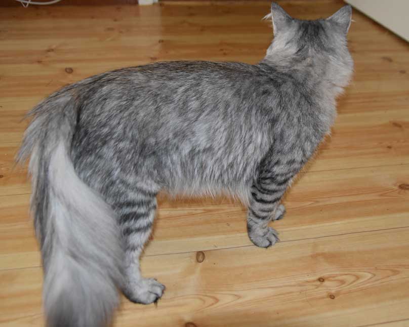 Sibirisk katt Jurij
