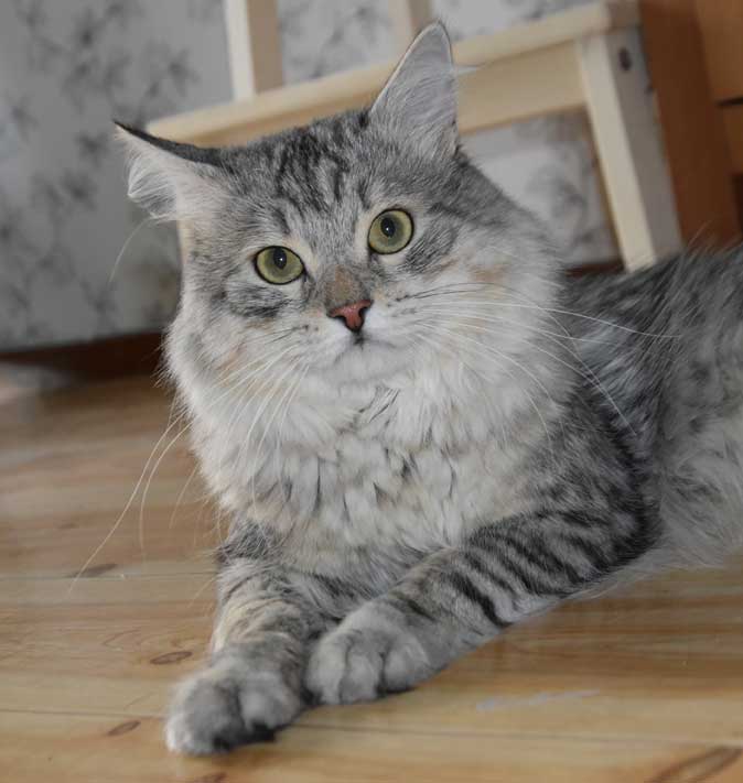 Sibirisk katt Jurij