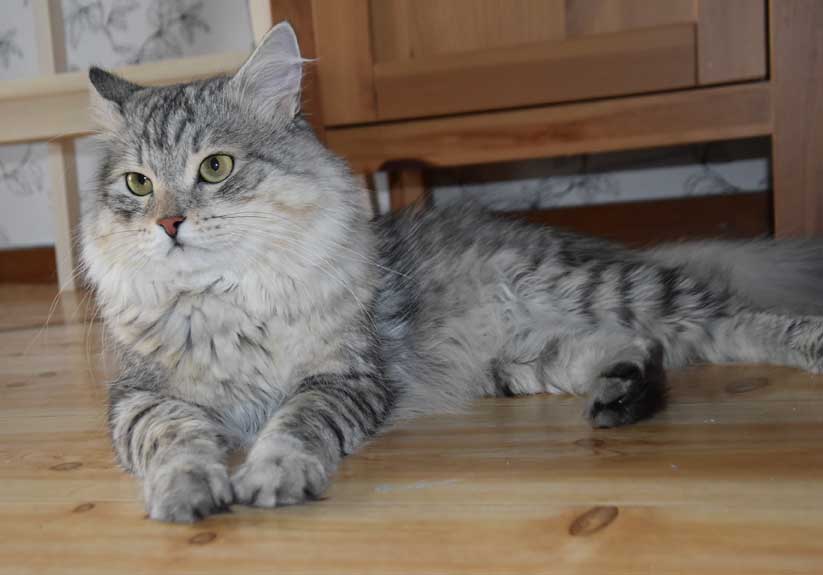 Sibirisk katt Jurij