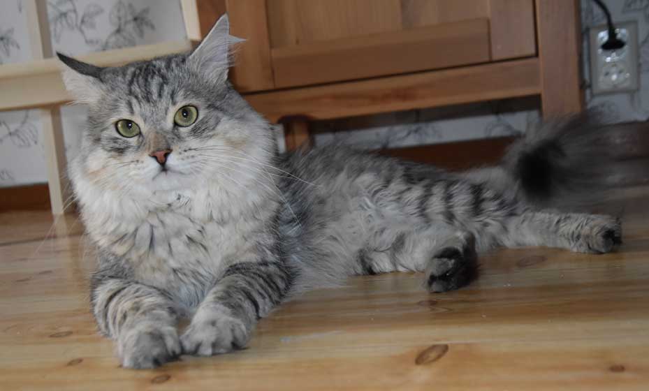 Sibirisk katt Jurij